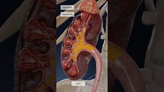 Kidneys work explained in 3D the formation of urine [upl. by Rosenblast]