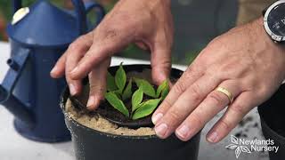 EP71  How to take Weigela cuttings 5MINUTEFRIDAY [upl. by Goulden369]