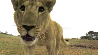 Lion Cub Hits a GoPro Camera  The Lion Whisperer [upl. by Drhacir]