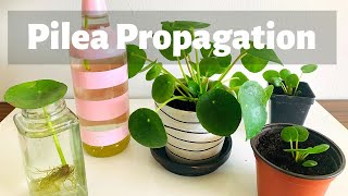 How to Propagate Pilea peperomioides or Chinese money plant  How to Grow Pilea peperomioides [upl. by Siramed35]