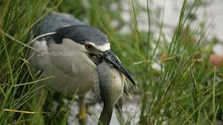 BlackCrowned Night Heron Aukuu Fishing for Dinner [upl. by Dnarb86]