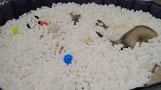 Ferrets have so much fun playing in a pool filled with packing peanuts [upl. by Leen]