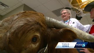 2000pound bull brings joy to Iowa nursing home [upl. by Ayar926]