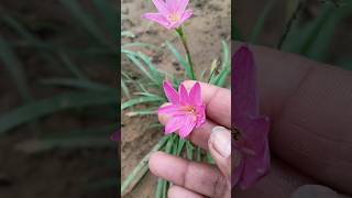 How to get more flowering in rain lily plant  2024 gardening summergarden rainliy flower [upl. by Charron]