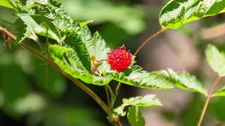 salmonberry  Rubus spectabilis Identification and characteristics [upl. by Denis364]