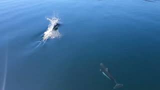 Dolphins at Cracroft Point [upl. by Davin193]