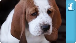 80 seconds of Adorable Wrinkled Basset Hound Puppies [upl. by Melliw696]