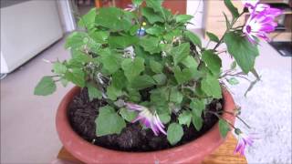 January Senetti update [upl. by Eceinej965]