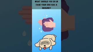 What should you do in case your dog has a seizureshorts [upl. by Reh]