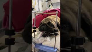 Short story on brachycephalic positioned for surgery [upl. by Nabroc286]