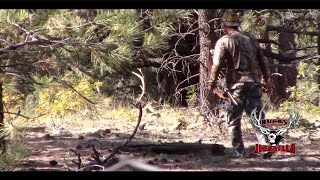 Sneak Attack  Bryan quotChiliquot Panzys 2020 Jicarilla Archery Elk Hunt [upl. by Con]