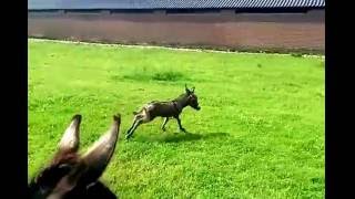 Super Cute Baby Donkey Running [upl. by Ahsienauq]