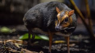 Rare Philippine Mouse Deer Born At Zoo Is The Size Of A Christmas Ornament [upl. by Waldner218]