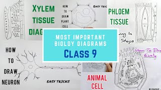 Most Important Diagrams  Class 9 You Must Practice  How to Draw Easily  Biology Cbse syllabus [upl. by Tamaru503]