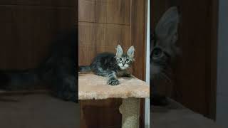 Polydactyl maine coon kitten Alexander Yanika Star httpyanikacooncom [upl. by Dieterich]