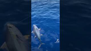 Big yellowfin tuna indian ocean  amazing fishing video fishing youtubeshorts amazing shorts [upl. by Ydroj]