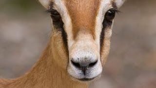 Les gazelles Dorcas  Documentaire animalier [upl. by Novart343]