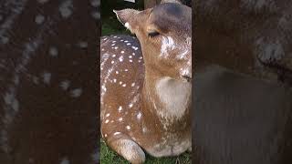 A sleepy Sri Lankan axis deer rests on the grassy ground near a car park deer animal [upl. by Domph]