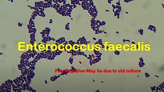 Enterococcus faecalis in Gram Staining [upl. by Jessica545]