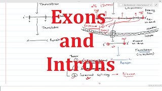 Exons amp Introns  General Information [upl. by Hayouqes]