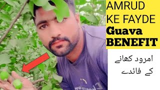 Health Benefits of Guava  Amrood Khane ke Fayde  Guava Leaves Tea  shahzaib· [upl. by Willdon738]