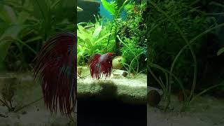 update corydoras bettafish Someone seems to be watching me intently [upl. by Cartwell547]