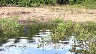 Nighttime Daytime Bird  Black Heron in Chobe National Park [upl. by Koressa482]