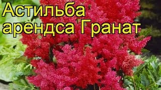 Астильба арендса Гранат Краткий обзор описание характеристик где купить astilbe arendsii Granat [upl. by Enilec]