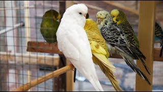 2 Hours of Budgies Singing Playing and Talking  Play For Your Budgie [upl. by Naltiak231]