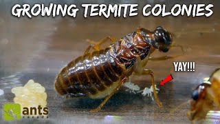 Ive Secretly Been Growing Termite Colonies [upl. by Backler857]