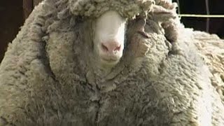 Wooliest sheep survives unshorn for six years [upl. by Nollahp]