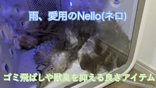 Nelloネロ、お散歩あとやお風呂あとに重宝してます【ミニチュアシュナウザー】 [upl. by Neelyahs935]