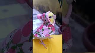 Unbelievable Parrot Antics Funniest Moments Compilation birds parrot funny [upl. by Zaria]