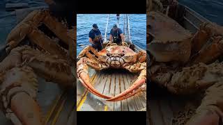 Giant Sea Monsters Crab Caught by Fishermen [upl. by Juliann427]