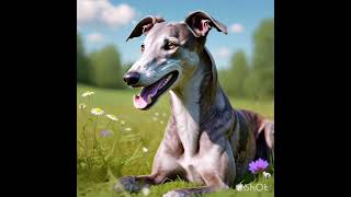 GREYHOUND FACTS 5 Surprising Secrets [upl. by Hepsoj]