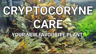 Cryptocoryne Care Guide  Crypt Melt Planting Trimming And Propagating Your Crypts [upl. by Junna]