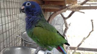 Blue Headed Pionus  Bounty talks [upl. by Zoellick522]