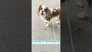 Saying goodbye is never easyeven for best friends puppy belovedpets bestpuppy puppyspot [upl. by Zuliram]