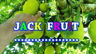 jackfruit is the first one on the list  health is wealth my people [upl. by Huston399]