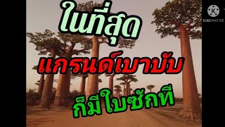 แกรนด์เบาบับ มีใบแล้วตื่นเต้นมาก Grand baobab Adansonia grandidieri show many leafs  EP5 [upl. by Eladnyl]