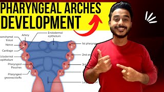 pharyngeal arches development embryology  development of pharyngeal arches derivative embryology [upl. by Alcott]