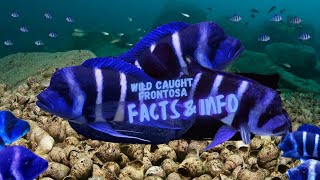 Wild Caught Frontosa Facts amp Info  African Cichlid Guide [upl. by Dranyar]