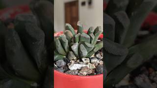 Haworthia Truncata Plant shorts succulent [upl. by Illil]