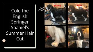 Cole The English Springer Spaniels Summer Hair Cut [upl. by Aimak]