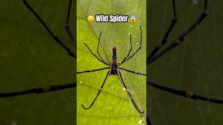 Wild Spider  spider insects [upl. by Ajssatsan]