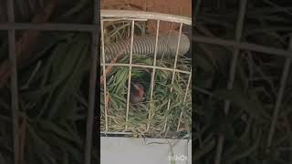 சிட்டுக்குருவியின் சிட்டுக்குருவி முட்டைதாய் sparrow motherslove madurai trendingshorts [upl. by Idnyl599]