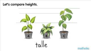 Comparing Lengths [upl. by Shimkus]