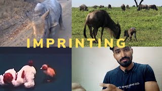 IMPRINTING behaviour in animals 🤔😱 [upl. by Slaby]