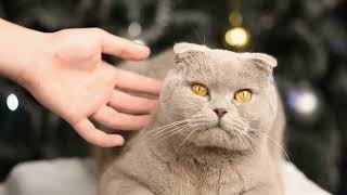 Reducing Cat Anxiety How to Choose the Right Cat Calming Diffuser [upl. by Nolyak]