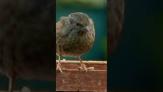 Dunnock [upl. by Pippa135]